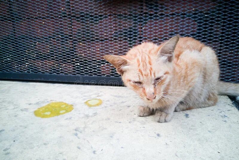 Рвота у кошки фото Sick Ill Pet Cat with Vomit on Floor Stock Photo - Image of fever, hand: 8515159