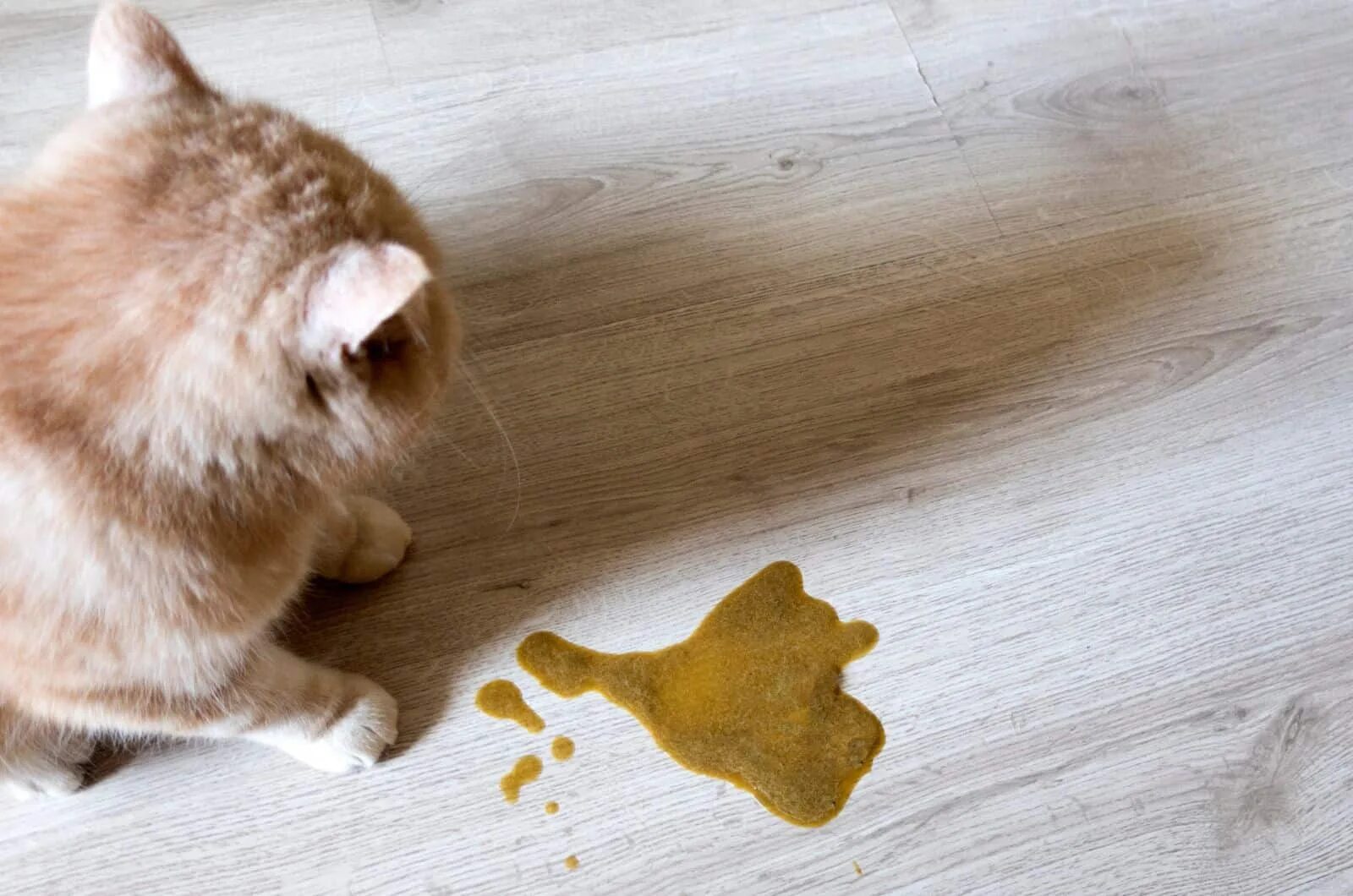 Рвота у кошки фото Cat Vomiting Clear Liquid And Diarrhea Best Sale istgeodez.com